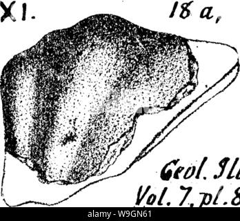 Imagen de archivo de la página 296 de un diccionario de los fósiles. Foto de stock