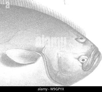 Imagen de archivo de la página 321 de una historia de los peces Foto de stock