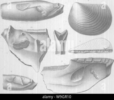Imagen de archivo de la página 321 de Brachiopoda y Lamellibranchiata del Foto de stock