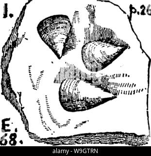 Imagen de archivo de la página 357 de un diccionario de los fósiles. Foto de stock