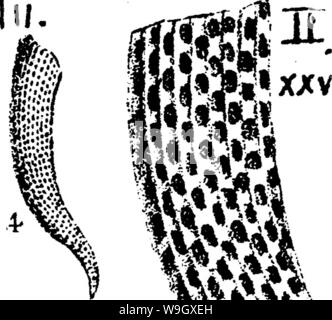 Imagen de archivo de la página 395 de un diccionario de los fósiles.