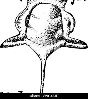 Imagen de archivo de la página 399 de un diccionario de los fósiles.