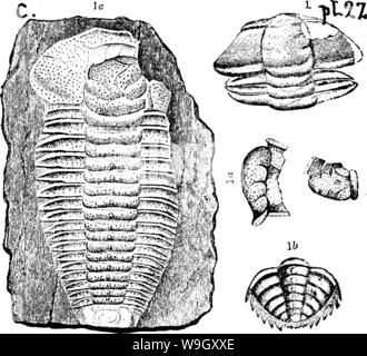 Imagen de archivo de la página 403 de un diccionario de los fósiles. Foto de stock