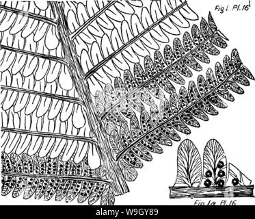 Imagen de archivo de la página 414 de un diccionario de los fósiles. Foto de stock