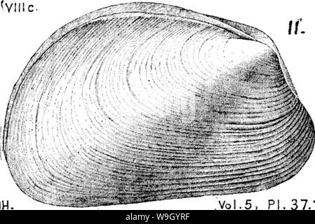 Imagen de archivo de la página 427 de un diccionario de los fósiles.