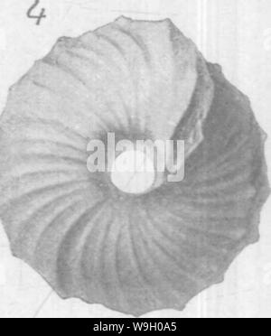 Imagen de archivo de la página 440 de Gasteropoda y Cephalopoda del Foto de stock