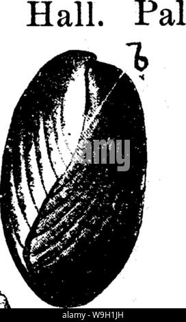 Imagen de archivo de la página 465 de un diccionario de los fósiles.