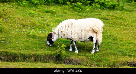 Dalesbred ovejas en pie en la hierba, Isla de Skye, Escocia, Gran Bretaña Foto de stock