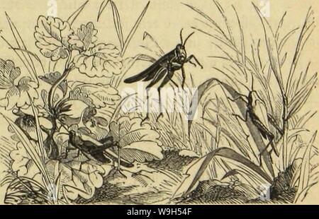Imagen de archivo de la página 620 de morir, Tausendfüssler Insekten und Spinnen. Morir, Tausendfüssler Insekten und Spinnen CUbiodiversity1123035 Año: 1877 ( Eatarifdje §eufdjrecte. uvoV&GT;äiid)e föafeiifdjvetfe. emciiu SDomfdjvede. 555 € cn alten attungSnameit Acridiurn behielten nur bie gvöjjevcn 2lvten, beven lurje füfjtcr fid) bovn nicfjt jufpitjen unb beven Sßovbevbvuftving unten bciuavjt, oben ju einem ftorfen TOittel fiele gtcidjmäjsig obev nur bovn nod) en evl)öl)93kfje etem fammartig erhoben ift. 2&GT;ie Slcvibicv gcljovcn ben itjävmcrcn Reiten beibcv (Svbljalften un unb fdjeinen e§ fjauptf Foto de stock