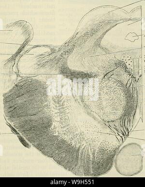 Imagen de archivo de la página 620 del libro de texto de Cunningham de anatomía (1914) Foto de stock