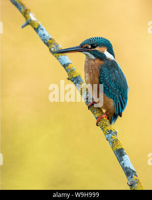 Kingfisher, Alcedo atthis,kingfisher, ornitología, pesca, río, aves