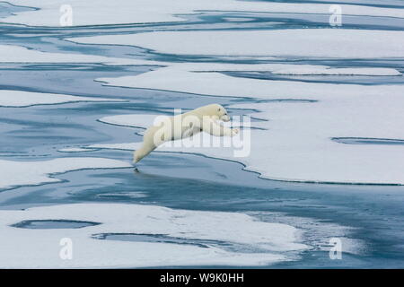 Una madre de oso polar (Ursus maritimus) saltando entre témpanos de sonido en Lancaster, Nunavut, Canadá, Norteamérica