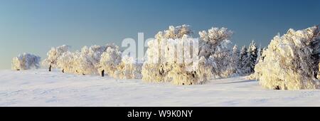 Cubiertas de nieve, hayedos, Schauinsland Montaña, Selva Negra, Baden Wurttemberg, Alemania, Europa Foto de stock