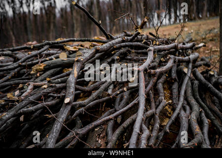 Montón de talar las ramas de árboles carpe en el lugar de la deforestación Foto de stock