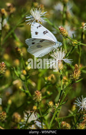 Accidentada White Butterfly (Pontia protodice) en mala hierba difusa (Centaurea diffusa) una planta invasora Castle Rock, Colorado, EEUU. Fotografía tomada en agosto. Foto de stock