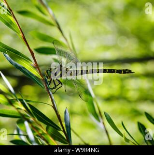 Golden Dragonfly (Cordulegaster boltonii anillado), Mujer sentada en la rama de sauce, Reserva Natural Isarauen, Baviera, Alemania Foto de stock