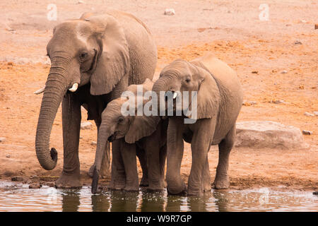 Los elefantes africanos, Parque Nacional de Etosha, Namibia, África (Loxodonta africana) Foto de stock