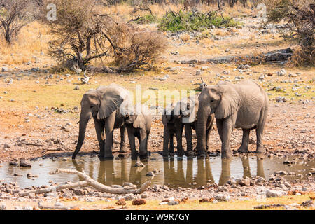 Los elefantes africanos, Parque Nacional de Etosha, Namibia, África (Loxodonta africana) Foto de stock