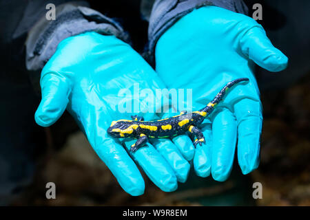 Fire salamander, muestreo, Muehlheim Bsal, Renania del Norte-Westfalia, Europa (Salamandra salamandra)
