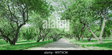 Alley en un viejo jardín de manzanos. Paisaje para diseño de viajes. Verano