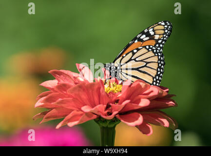 Primer plano de la mariposa monarca ( Danaus plexippus) tomando el néctar de Zinnia flor.