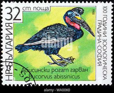 Abisinio-tierra-tierra, Norte de bucero, Bucero Bucorvus abyssinicus, sello, Bulgaria, 1988