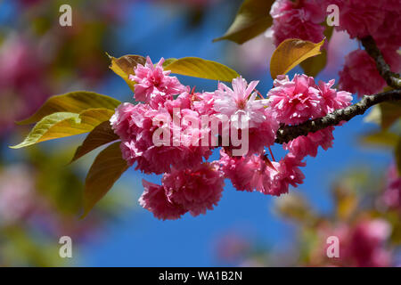 Los cerezos en flor en primavera