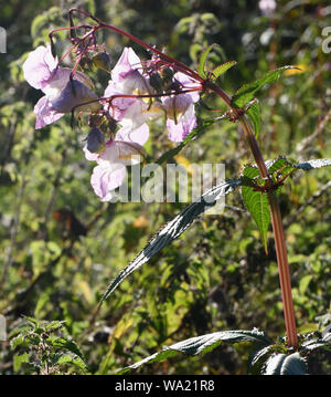 Flores, yemas y explosiva de las vainas del Himalayan Bálsamo (Impatiens glandulifera) creciendo entre picazón ortiga (Urtica dioica) en inusualmente seco s Foto de stock