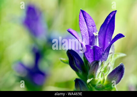 Bellflower agrupado (campanula glomerata), cerca de una persona con capullos de flores. Foto de stock