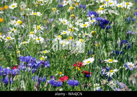 Flores de prado de flores silvestres Flores blancas azules Flores de verano Jardín de prado de flores silvestres Escena naturalista Flores de prado de flores silvestres Jardín apacible para las abejas Foto de stock