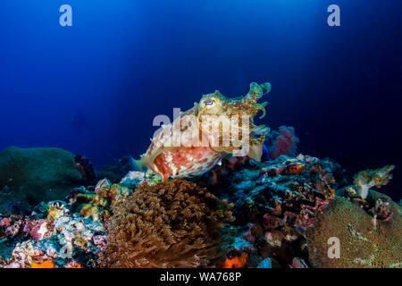 Una curiosa latimanus Broadclub Sepias (Sepia) sobre un arrecife de coral tropical Foto de stock