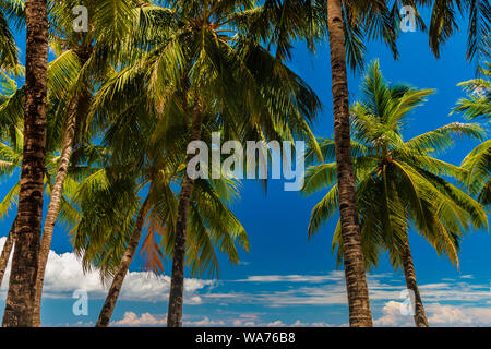 Palmeras en una hermosa playa tropical relajante Foto de stock