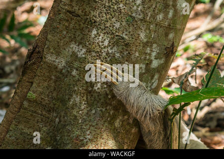 Cerca de la garra de un perezoso (Bradypus variegatus) en un árbol en el bosque atlántico, la isla de Itamaracá, estado de Pernambuco, Brasil