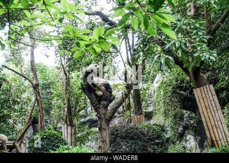 Un panda gigante duerme en un árbol en la base de investigación Chengdu de cría de pandas gigantes en la ciudad de Chengdu, en el suroeste de la provincia china de Sichuan, el 17 de julio de 2019. Foto de stock