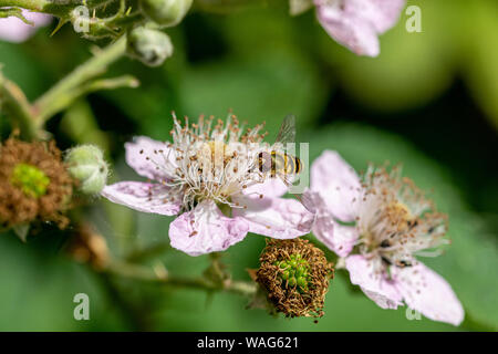 Hoverfly Sphaerophoria scripta (larga) en flor salvaje flor blackberry Foto de stock