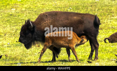 Bison ternero mamando de su madre en Yellowstone Foto de stock