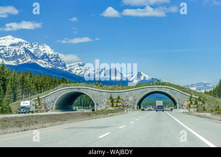 Parque Nacional de Banff, Alberta, Canadá. La Trans-Canada Highway tiene wildlife pasos inferiores y pasos a desnivel para conectar hábitats vitales. Foto de stock