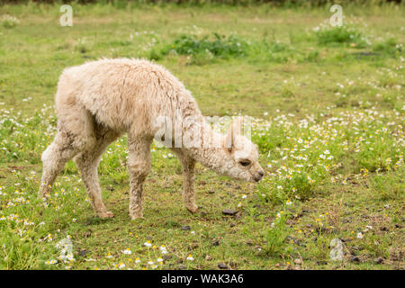 Hood River, Oregon, USA. Baby Alpaca cria o pastoreo en pasto durante una lluvia ligera