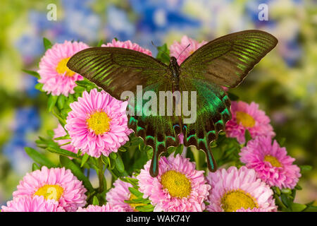 Papilio bianor macho especie asiática sobre mariposas rosa mamis Foto de stock