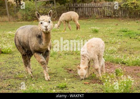 Hood River, Oregon, USA. La madre y el bebé (cria) Alpaca Pastoreo en pasto en luz de lluvia.
