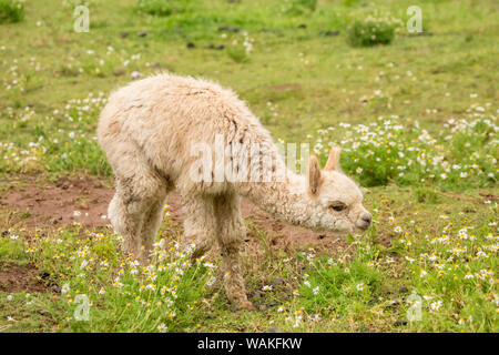 Hood River, Oregon, USA. Baby Alpaca cria o pastoreo en pasto en luz de lluvia.