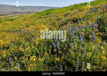 Tom McCall preservar a Rowena, Oregon, USA. Balsamroot Arrowleaf y Columbia Gorge broadleaf lupino flores silvestres. Foto de stock