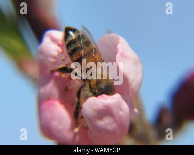 Miel de abejas recogiendo polen de una flor de durazno en San Angelo, Texas, EE.UU.