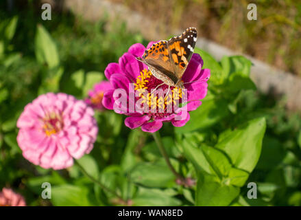 Macro imagen cercana de Painted Lady vanessa cardui mariposas Zinnia eleagans rosa en flor en el jardín Foto de stock
