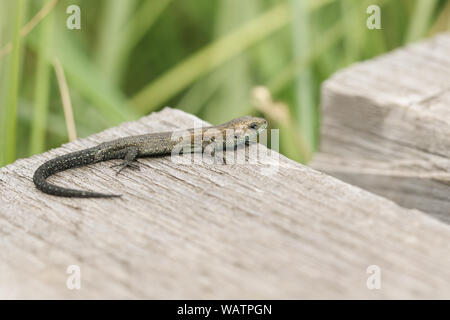 Un bebé pequeño lagarto común Zootoca vivipara, caza en un paseo de madera. Foto de stock