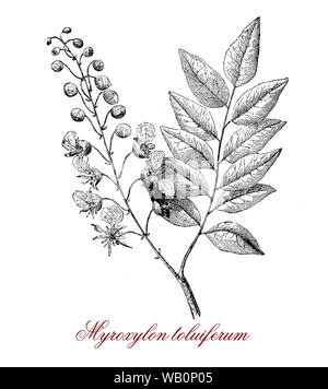 Myroxylon toluiferum,Tropical American Tree, el látex se extrae para producir el bálsamo de Perú o bálsamo de Tolú