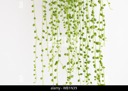 Collar de perlas - planta Senecio Rowleyanus Foto de stock