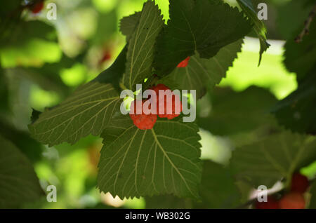 Negro de morera (Morus nigra) hojas y frutas, montañas de Nurata, Central de Uzbekistán Foto de stock