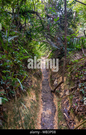 Caminatas por la isla de Penang camino a través del bosque tropical lluvioso Foto de stock