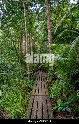 Parque Nacional Penang ruta de senderismo de madera conduce a través de la jungla tropical. Foto de stock